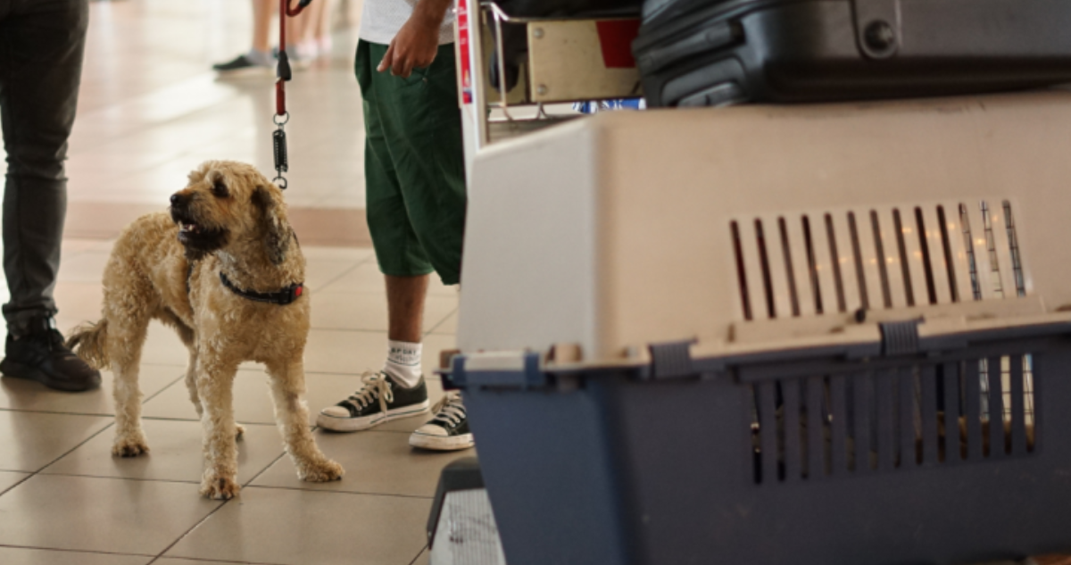 Mascota viajando con su tutor