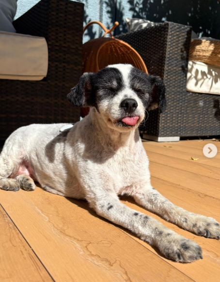 Edo Caroe y sus mascotas